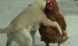 福清鸡哥爆料事件真相视频,揭秘真相背后的惊人内幕