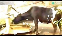 关于牛不啦视频最近爆料,揭秘娱乐圈最新动态