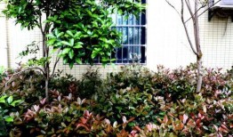 孝昌最新爆料,揭秘孝昌发展新动向