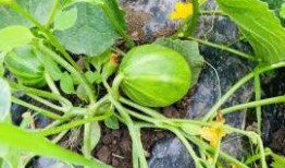 吃网红瓜的平台叫啥了呀,揭秘“吃瓜群众”的新阵地