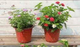 砖哥爆料大炮视频大全最新,大炮视频大全最新动态，精彩内容抢先看！