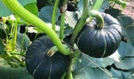 网红吃瓜赵露丝图片高清,揭秘娱乐圈幕后真相