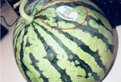 网红灵石吃瓜,揭秘娱乐圈背后的秘密与真相