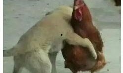 福清鸡哥爆料事件真相视频,揭秘真相背后的惊人内幕