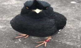 八哥最新爆料视频大全集,揭秘娱乐圈幕后真相