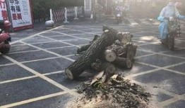 绵阳最新凯厦砍树爆料消息,真相与争议交织