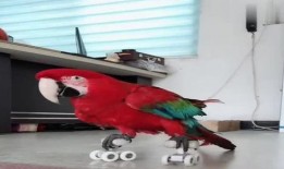 八哥最新爆料视频大全集,揭秘娱乐圈幕后真相