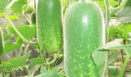 网红吃瓜赵露丝图片高清,揭秘娱乐圈幕后真相